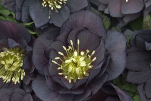 Helleborus 'Dark and Handsome' New 2025